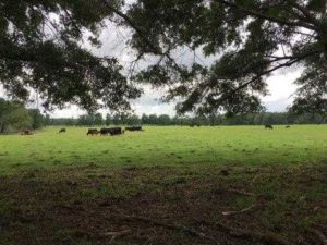 Livestock grazing in a pasture