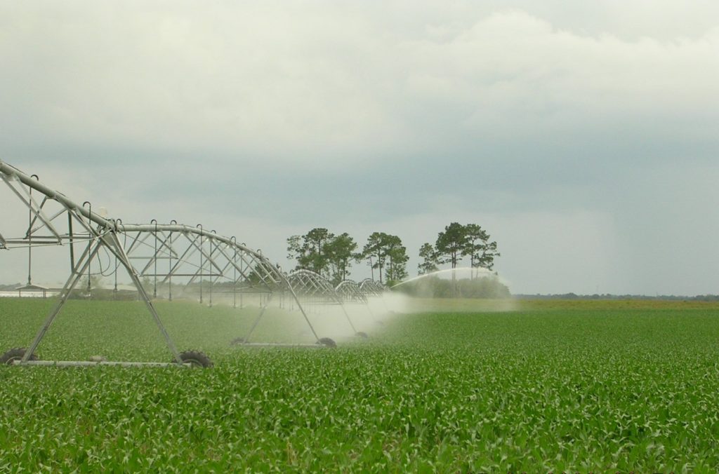 pivot irrigation spraying water on a green crop
