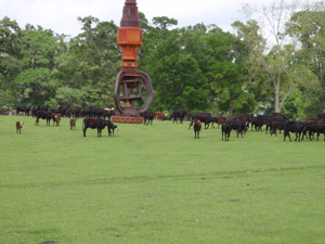 black angus cows grazing in a pasture