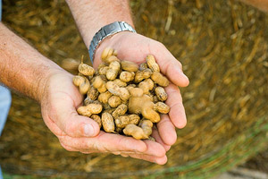 handful of Suwannee County peanuts